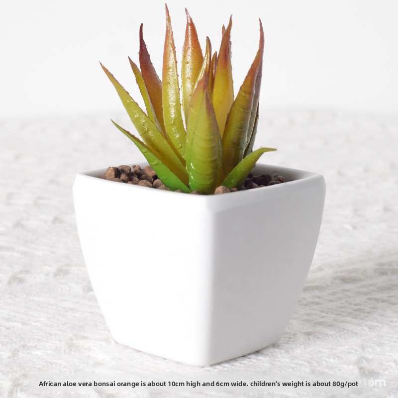 Orange bonsaï aloe africain