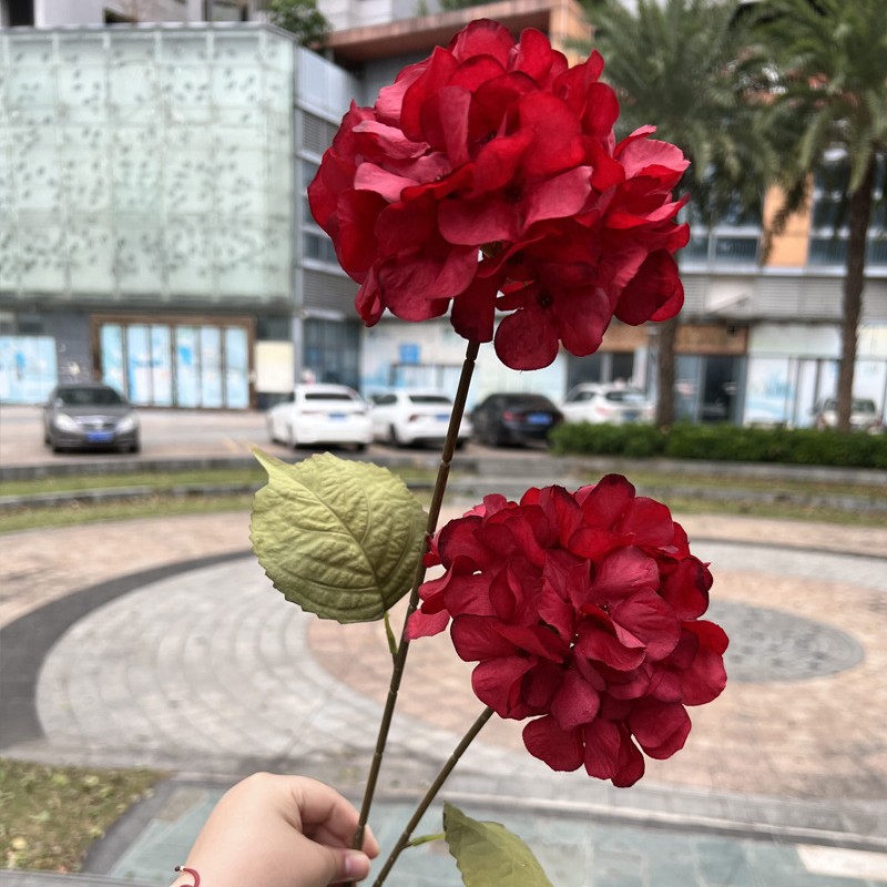 Offre spéciale : 2 têtes d'hortensia Xiyan rouge