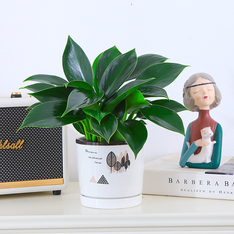 Premium gold diamond-leaf plant pot-nutrient solution