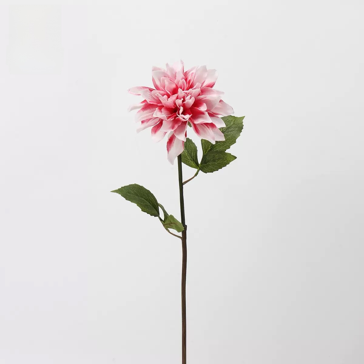 pudahlia (prunus mume rose)