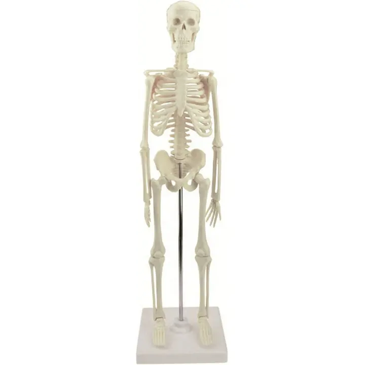 Di plastica 42 centimetri modello di scheletro umano per modello di insegnamento