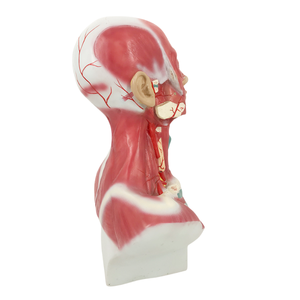 ADA a Model of <strong>Nerve</strong> with Blood Vessels Attached to the Midsagittal Section of the Head and Model of Head, Face, Neck Anatomy - Product Image 4