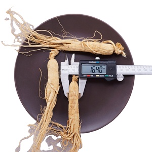 Trung Quốc Thảo Dược Khô Hữu Cơ Panax Hoang Dã Trung Quốc Nhân Sâm Hạt Giống Sản Phẩm Gốc Gensing 25 Cái Renshen - Product Image 2