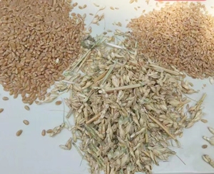 多功能谷物分选筛去污机/迷你大米小麦种子清洗机/玉米种子麸皮分离机 - Product Image 4