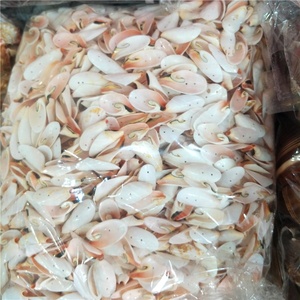 Takı için delikler kesilmiş deniz kabuğu ile dekoratif kabuklu deniz hayvanı kabuğu cips - Product Image 6
