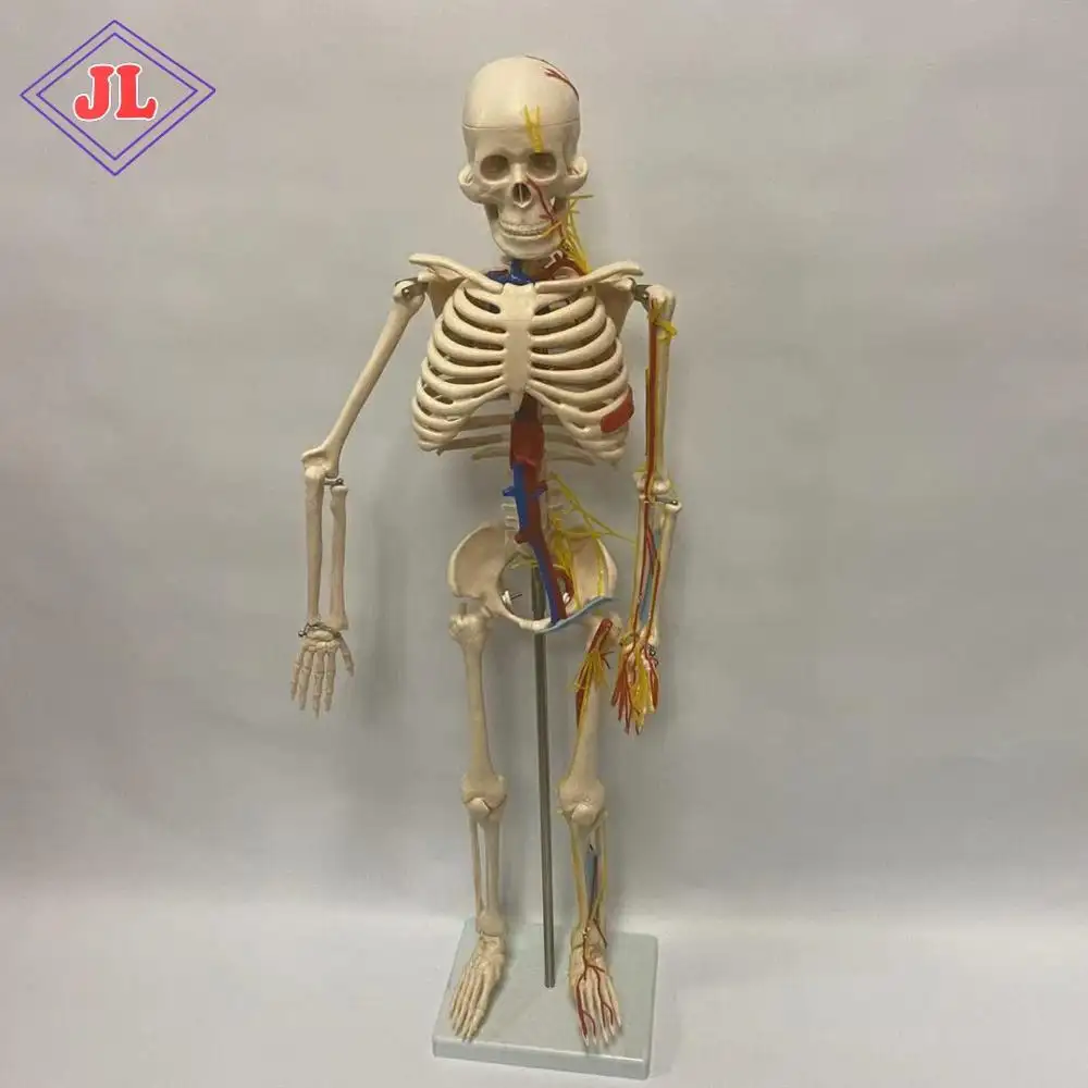 Modelo de esqueleto de corpo humano médico de 85cm, com nervos e vasos sanguíneos, modelo de ensino anatômico humano para escola e hospital