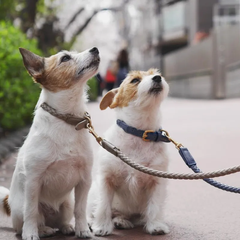 Metal res De Cuero Para Perro düz deri köpek tasmaları ve tasma özel deri evcil köpek lüks yaka örgü Metal toka ile