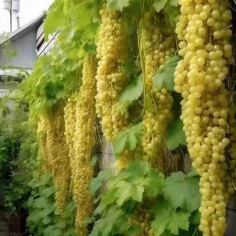 16# Fruit doré