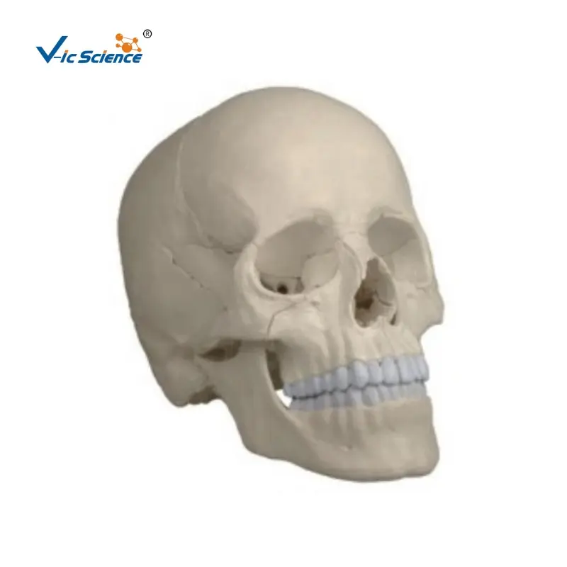 Xương Sọ mô hình, 22 phần, phiên bản giải phẫu sọ người giải phẫu hộp sọ nhựa cho hàng thủ công