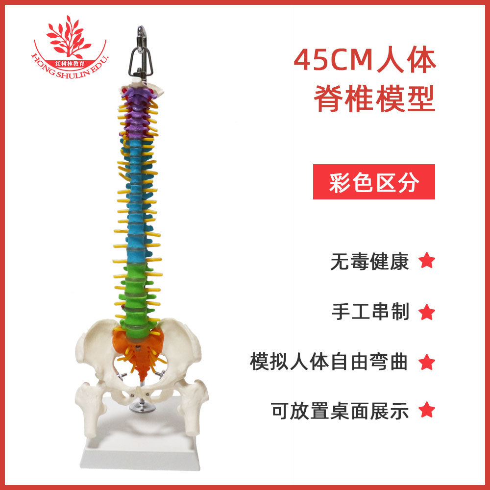 Modelo de columna vertebral humana de tamaño mediano y color.