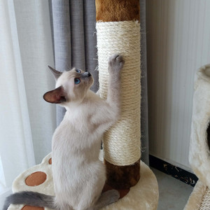 带刮擦坡道的大型猫树，带毛绒跳板柱的猫攀爬架，吊床，猫睡公寓 - Product Image 6