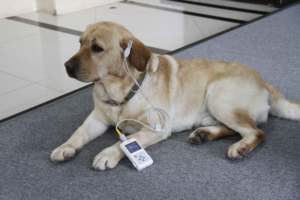 Y tế chất lượng cao động vật máu Oxy Meter cho mèo chó và vật nuôi Heart Rate Giám sát thú y <span class=keywords><strong>Pulse</strong></span> đo oxy - Product Image 4