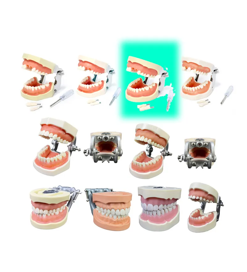 Modelo de estudo dental removível 32 pcs, modelo de prática dental para estudos dentários na escola dental com recursos de ensino