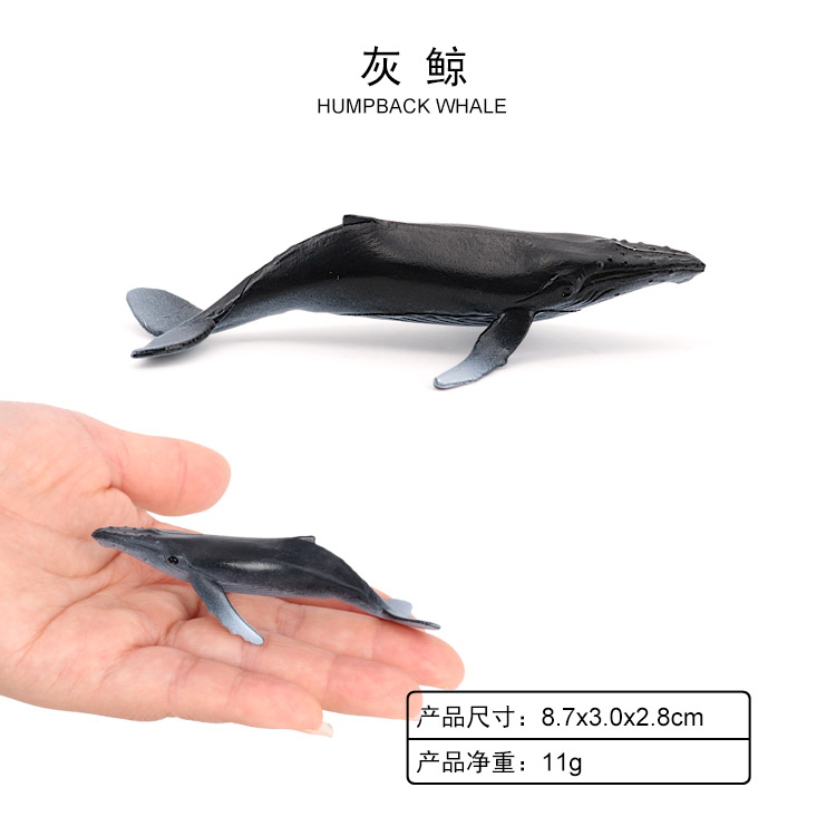 Ballena Jorobada 2017