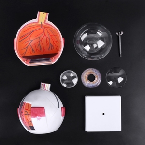 Bilim eğitimi için SCIENSMED 6X genişlemiş insan gözü anatomik modeli öğrenciler çalışma ekran tıbbi öğretim - Product Image 2