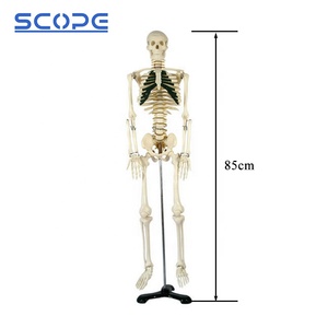 SC-A1004解剖学的医療教育モデル85cm人間の骨格モデル神経付き - Product Image 3