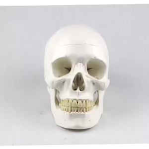 医学人間の成人サイズの解剖学モデル8部頭蓋骨モデル人間の脳モデルデモンストレーション教材 - Product Image 2