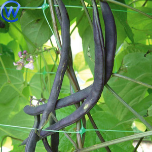 Rete a traliccio 5Ft X 750Ft 3X3X3 Pp rete a traliccio cetriolo 9Cm rete da arrampicata per ortaggi da giardinaggio - Product Image 4