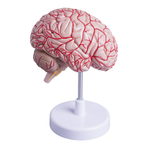 İnsan beyninin sağ yarısında beyin damarlarının ve kraniyal sinirlerin anatomik modelini öğretmek - Product Image 5