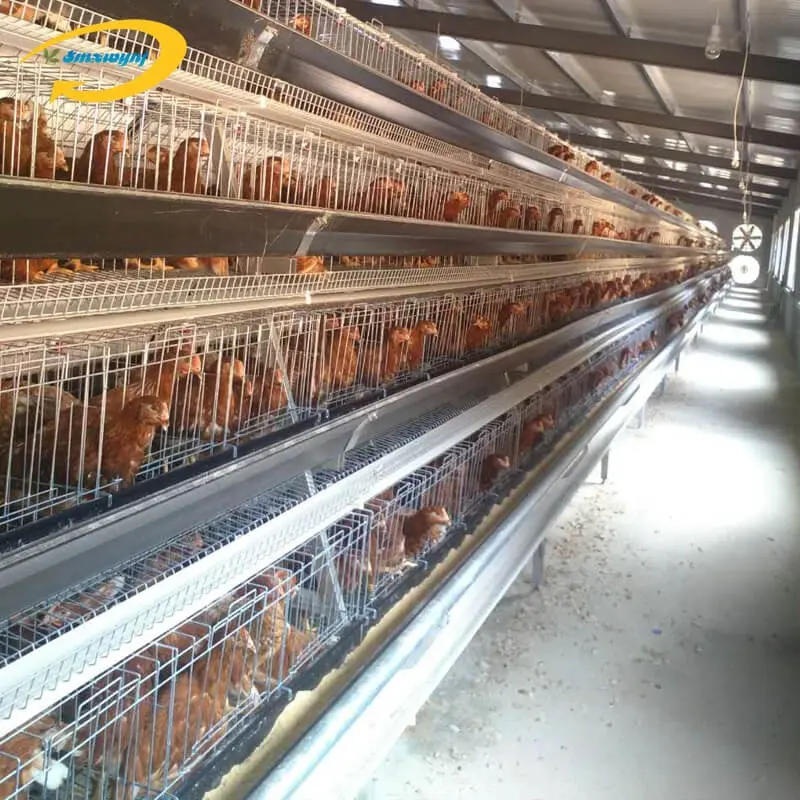 튀니지 h 유형 층 닭 감금소 자동적인 닭 감금소에 있는 서비스 기간 닭 감금소 20 년 이상
