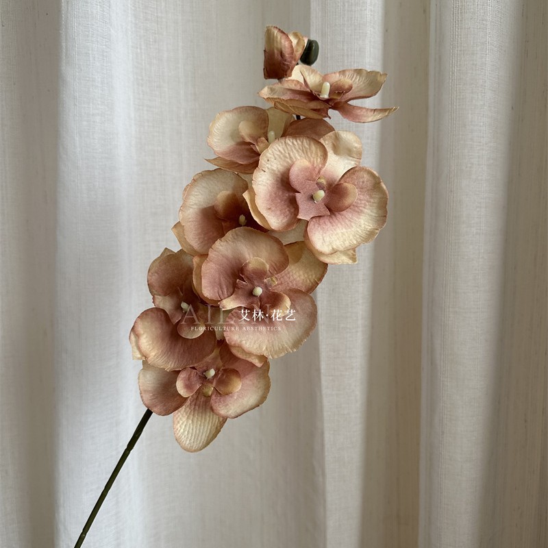 Non-woven phalaenopsis