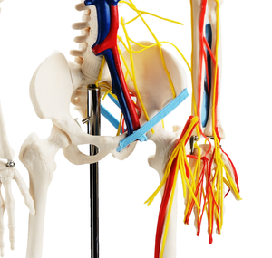CBM-001E 85cm के साथ मानव कंकाल नसों और रक्त वाहिकाओं, कृत्रिम संरचनात्मक चिकित्सा कंकाल - Product Image 5