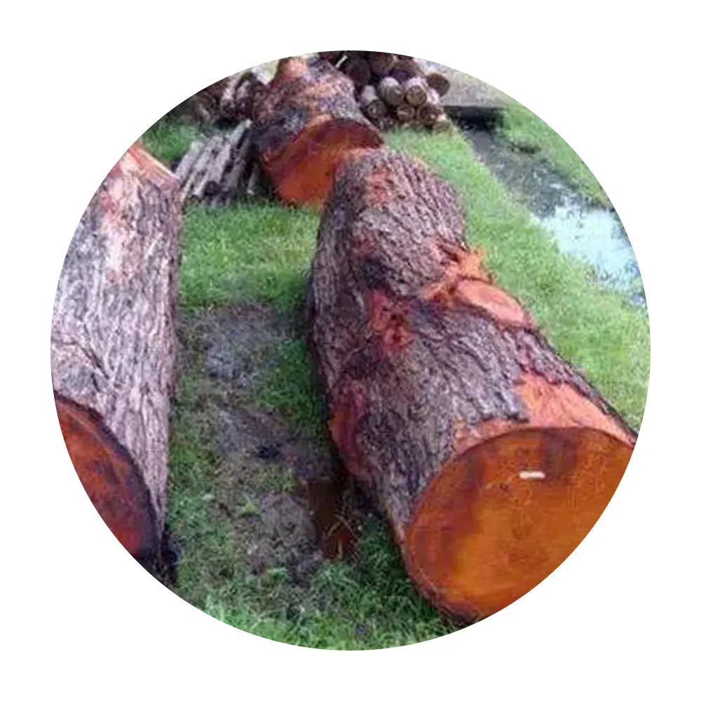 Top Quality Red Oak Log Timber Bulk Quality Red Oak Logs Timber Sawlogs Wood Red Oak Round Logs For Sale Best Grade Natural Euca