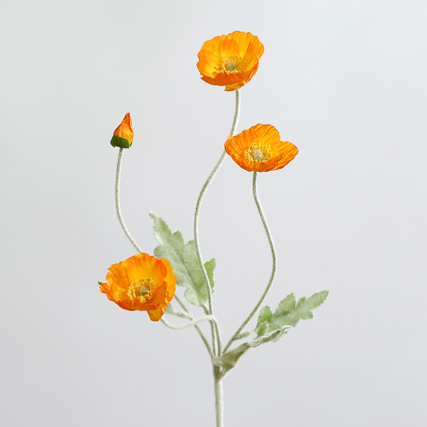 Arancione
