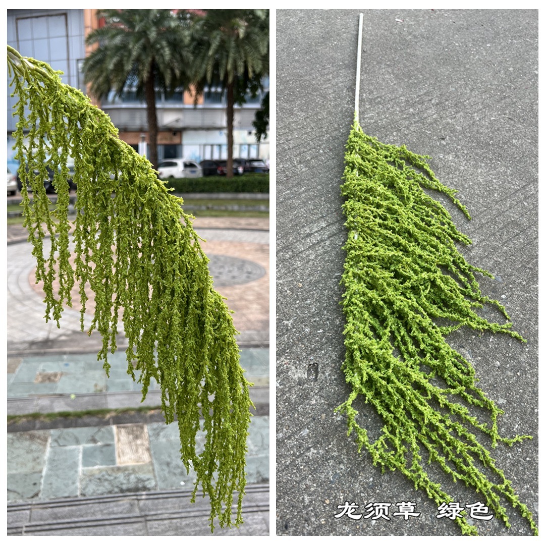 Gracilaria green
