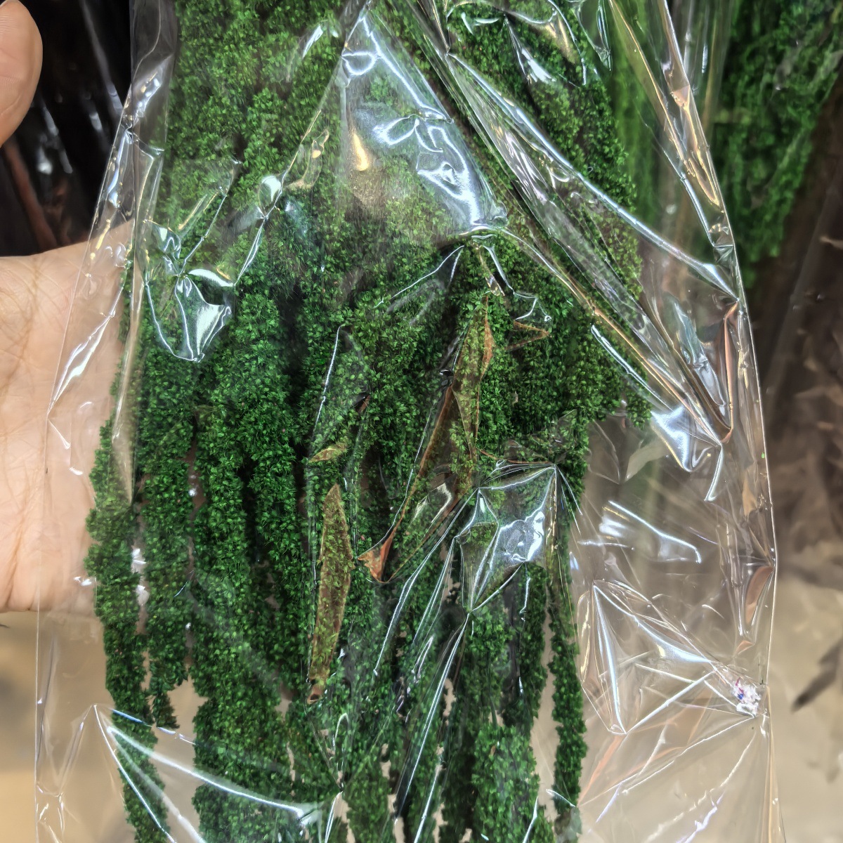 Vert foncé