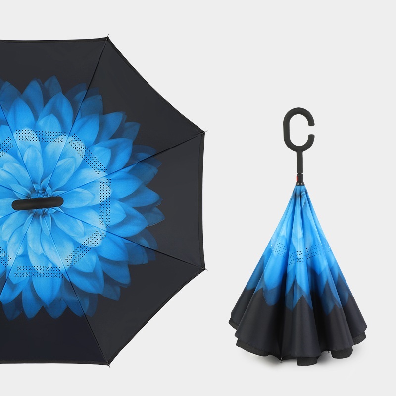 Blue daisy