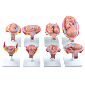 Gelsonlab HSBM-281 8 ขั้นตอนทารกในครรภ์การพัฒนาชุด Embryonic การพัฒนาชุดทารกในครรภ์การพัฒนาชุด - Product Image 1
