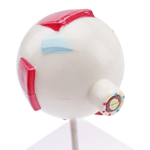 <strong>Human</strong> Eye Structure Model Medical Science Education Anatomical 3X <strong>Human</strong> Eye Model - Product Image 5
