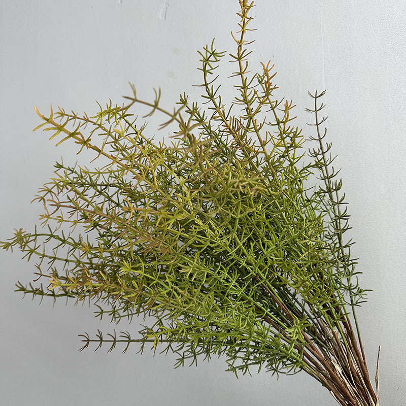 B13 feuille plante aquatique rouge et vert