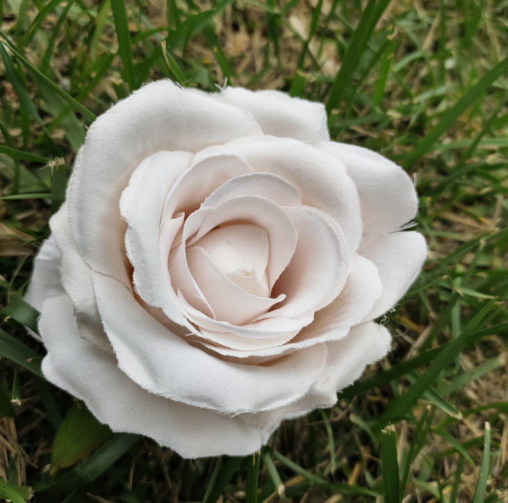 Rosa beige