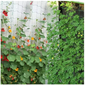 Rete di protezione da giardino a traliccio per verdure in plastica PP per supporto e crescita servizio di lavorazione del taglio personalizzato - Product Image 5