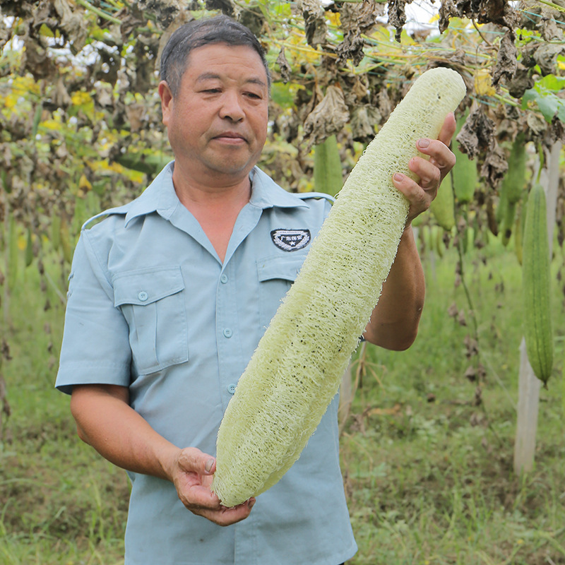 50-59CM