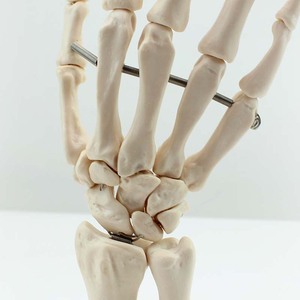 Anatomical <strong>Human</strong> Teaching Hand Bone of PVC Material - Product Image 4