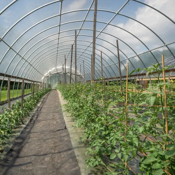 Estufa plástica de filme poli/estufa agrícola para o cultivo moderno da agricultura