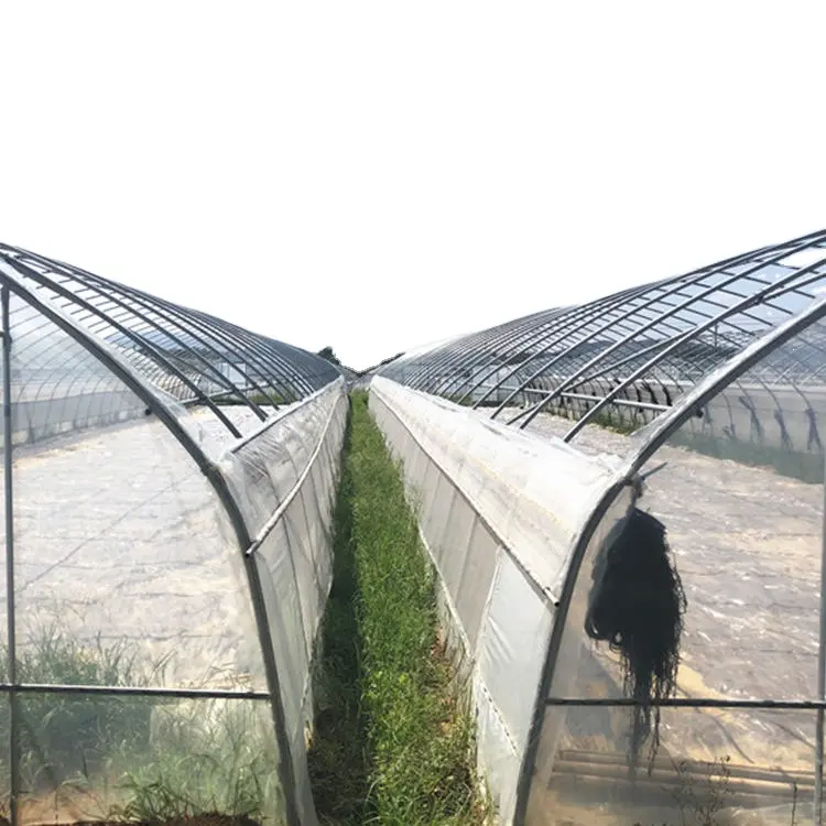 Buen Precio agrícola túnel invernadero de setas