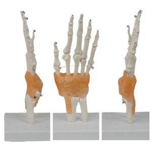 Functional PVC Hand Joint Model Human Skeletal Teaching Manikin for <strong>Medical</strong> Science Training <strong>in</strong> Schools and Hospitals - Product Image 3