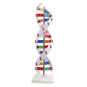 Modelo de estructura de ADN 3D, modelo educativo de biología plástica, estructura de ADN genética, juguete, modelo de estructura de doble hélice de ADN - Product Image 4