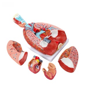 Doğal boyutlu insan solunum sistemi modeli larinks tiroid akciğer kalp ile kalp-akciğer modeli tıp bilimleri için - Product Image 5