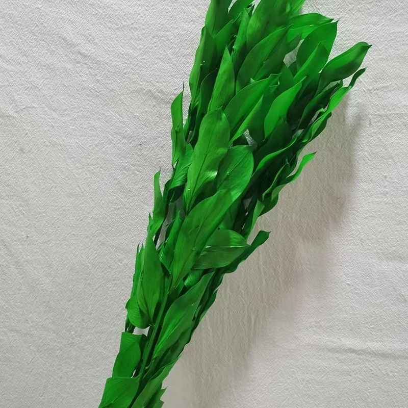 Menthe
