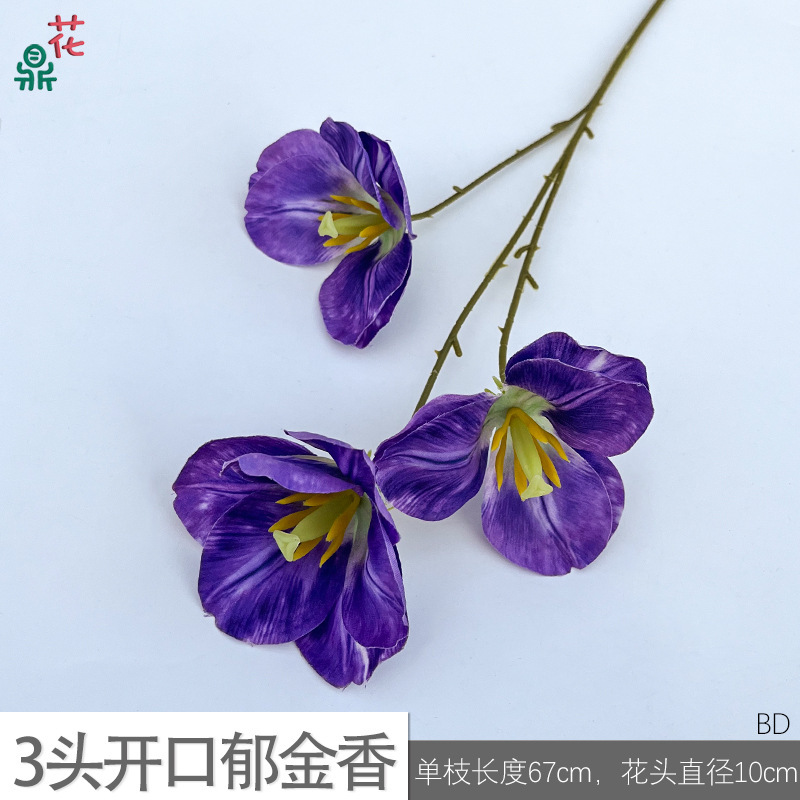 3-headed open tulip (BD) - Deep purple