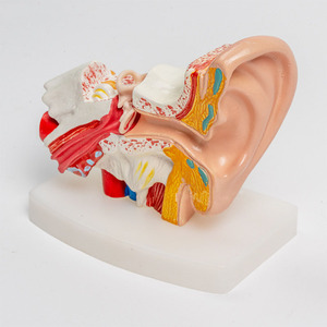 2025 yeni KRC İnsan kulak modeli anatomi-anatomik 3D kulak modeli 1.5 kez büyütülmüş gösterisi dış orta iç kulak ile teşhir tabanı - Product Image 5