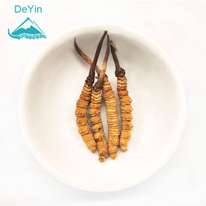 3500 buah semi-wild Cordyceps Sinensis rumput cacing liar setengah ukuran M - Product Image 1
