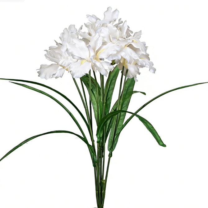 Blanc