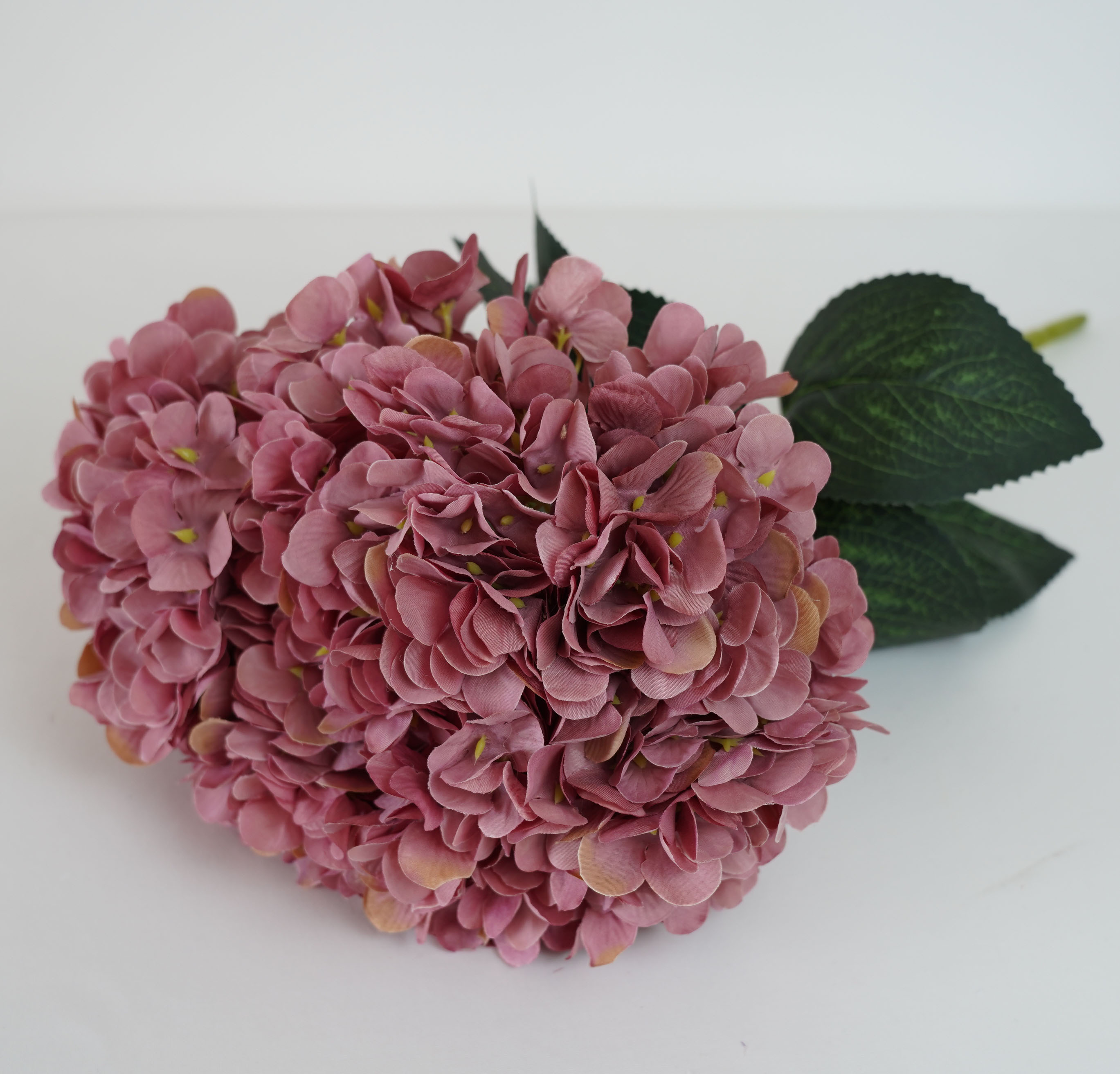 Rose 4