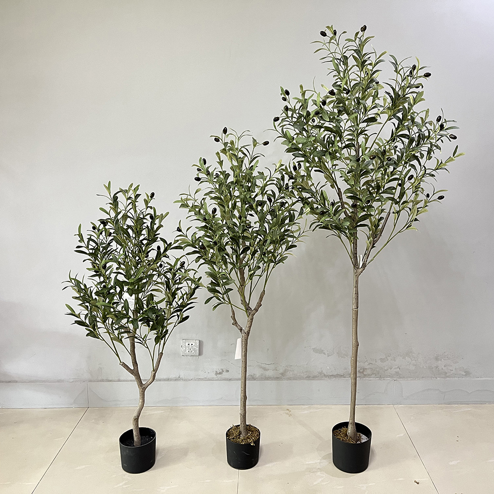 Olive 4
